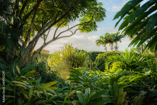 jungle guadeloupe nature paysage photo