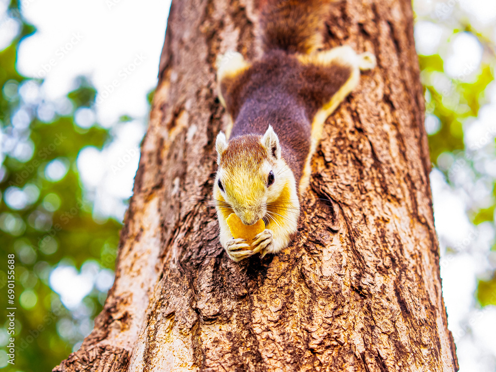 Branch Buffet: Squirrel Dining in the Treetops