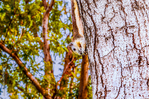 Playful Munch: Squirrel Hanging on Tree with Food in Hand photo