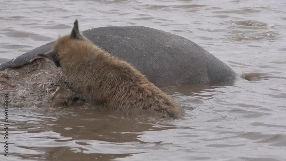 A hyena exposes the thickness of the hide of a hippopotamus. Stock