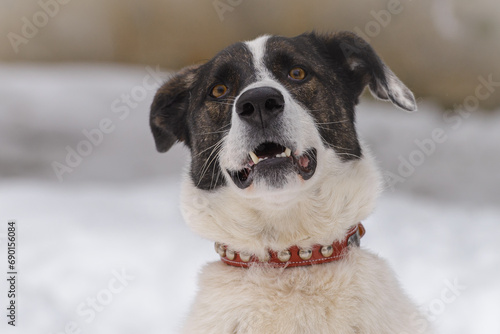 Closeup portrait photo of adorable mongrel dog.