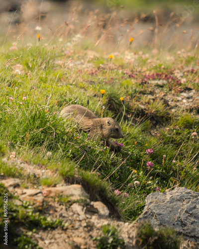 marmotte jolie montagne alpes France