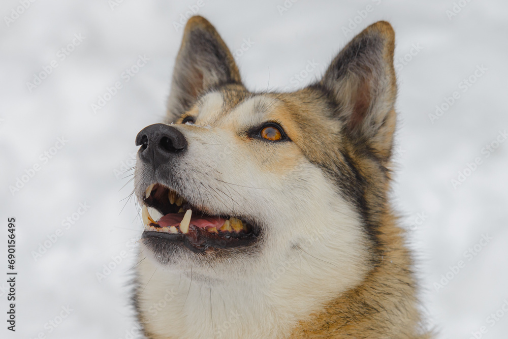 Laika dog portrait in winter.