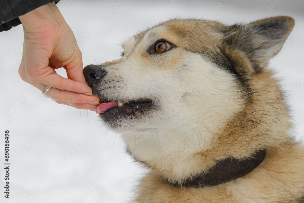 Laika dog portrait in winter. Laika dog portrait in winter.