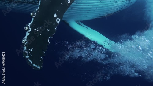huge fin of humpback whale super close  making bubbles underwater photo