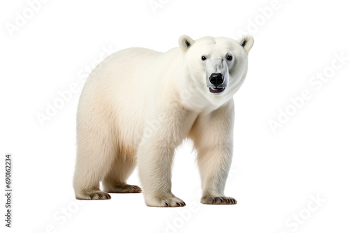 Polar Bear Isolated on Transparent Background. Ai