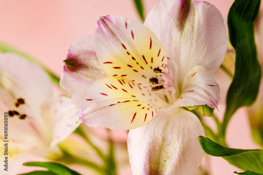 Alstroemeria pink flowers, macro photo. Abstract, floral greeting card. 