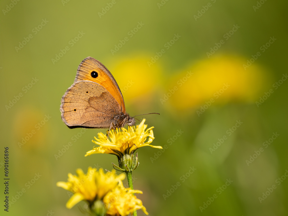 Obraz premium Meadow Brown Butterfly on a Dandelion