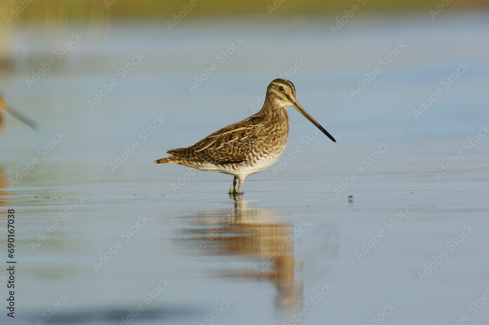 Common snipe a mysterious and elusive bird Common snipe a mysterious and elusive bird
