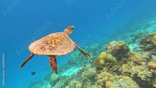 Life in the ocean. A sea turtle swims underwater near the coral reefs off the islands. Green Planet. Diver. Fish. Travel around the world. Diving to depth. Scuba diver. Underwater reef coral garden.