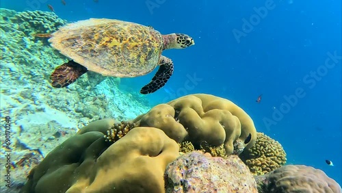 Life in the ocean. A sea turtle swims underwater near the coral reefs off the islands. Green Planet. Diver. Fish. Travel around the world. Diving to depth. Scuba diver.