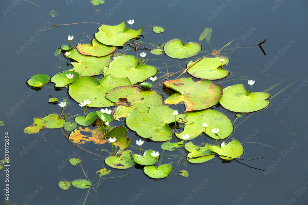 lotus in pond lotus in pond