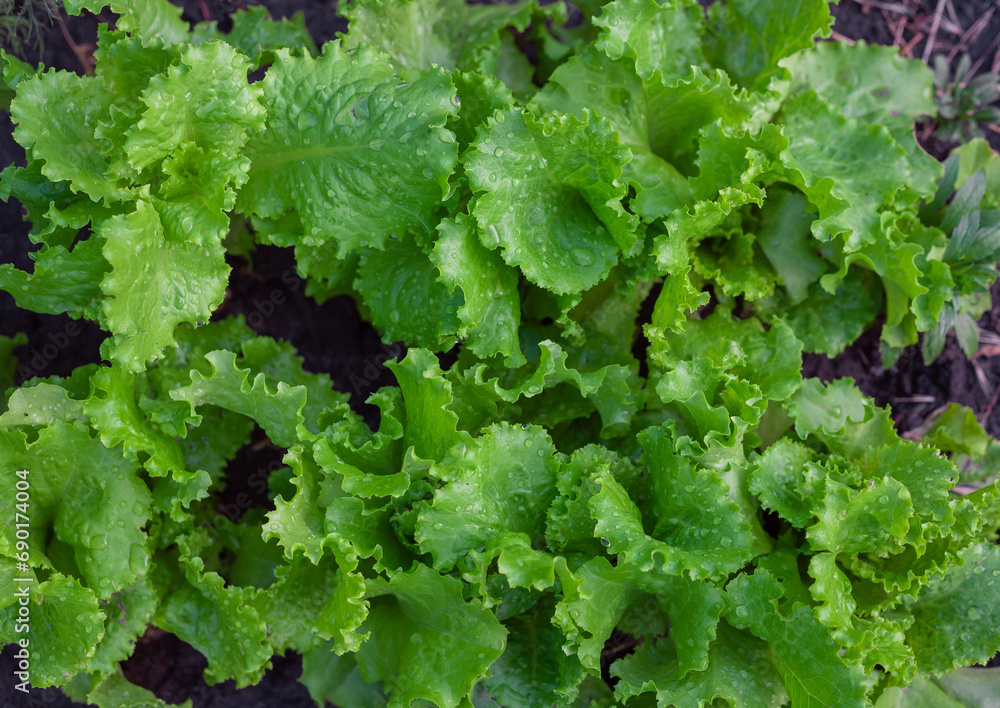Bed of fresh green lettuce, green lettuce leaves close-up Bed of fresh green lettuce, green lettuce leaves close-up