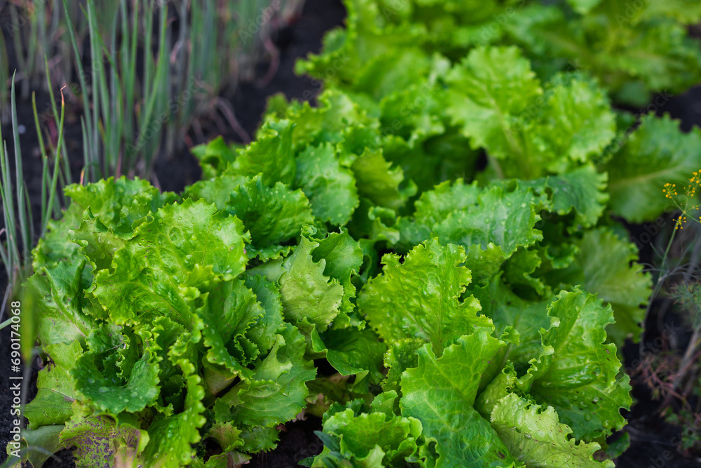 Vegetable garden of fresh green salad, green salad leaves in perspective Vegetable garden of fresh green salad, green salad leaves in perspective