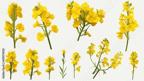 Set of Rapeseed flowers with isolated on transparent background