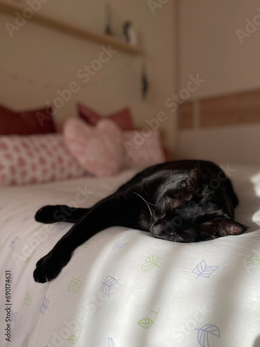 Gato negro durmiendo en cama grande y cómoda bajo el sol de la mañana