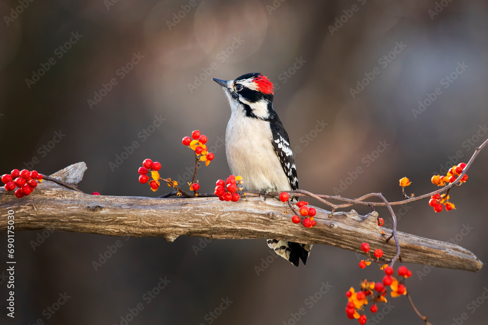 Fototapeta premium downy woodpecker on branch with red berries