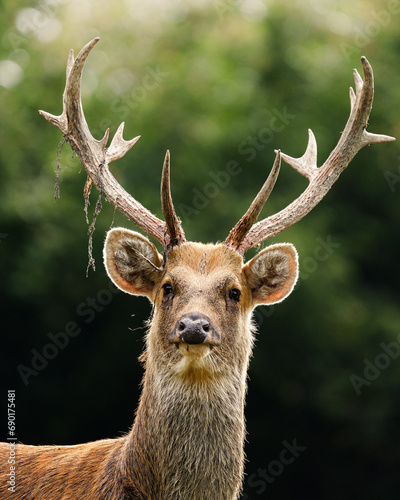 cerf bois regard