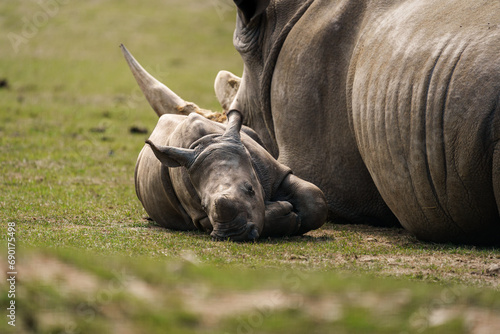 rhinocéros maman et son petit
