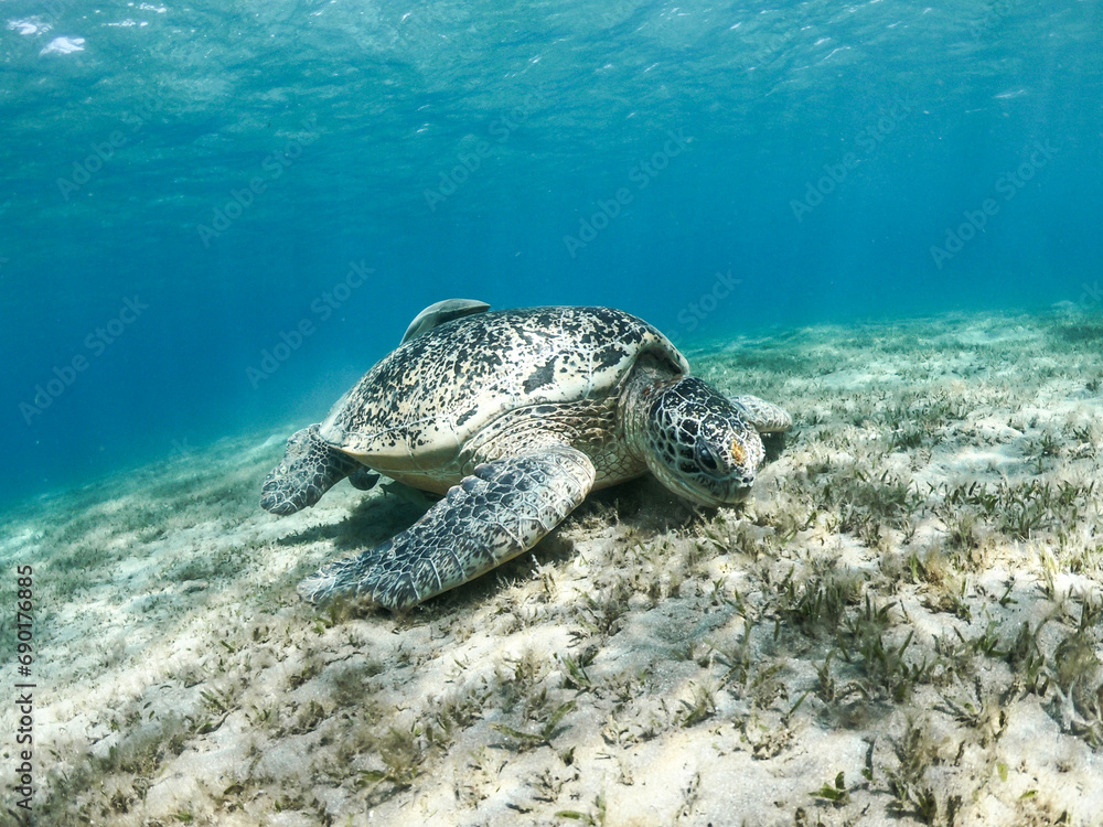 Obraz premium snorkeling at a coral reef in marsa alam egypt