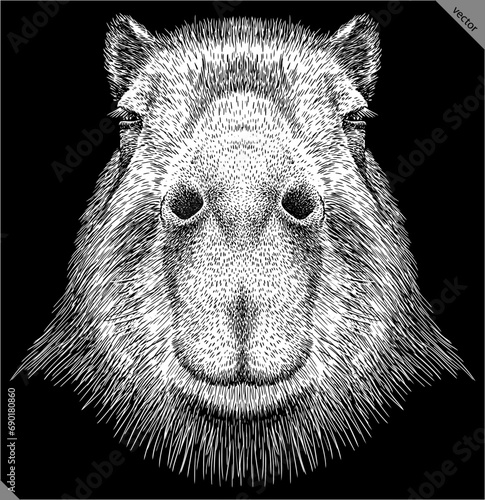 Vintage engraving isolated capybara set illustration rodent ink sketch. Gnawer background silhouette art. Black and white hand drawn vector image