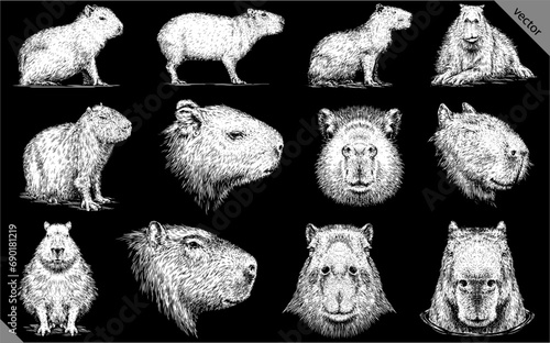 Vintage engraving isolated capybara set illustration rodent ink sketch. Gnawer background silhouette art. Black and white hand drawn vector image