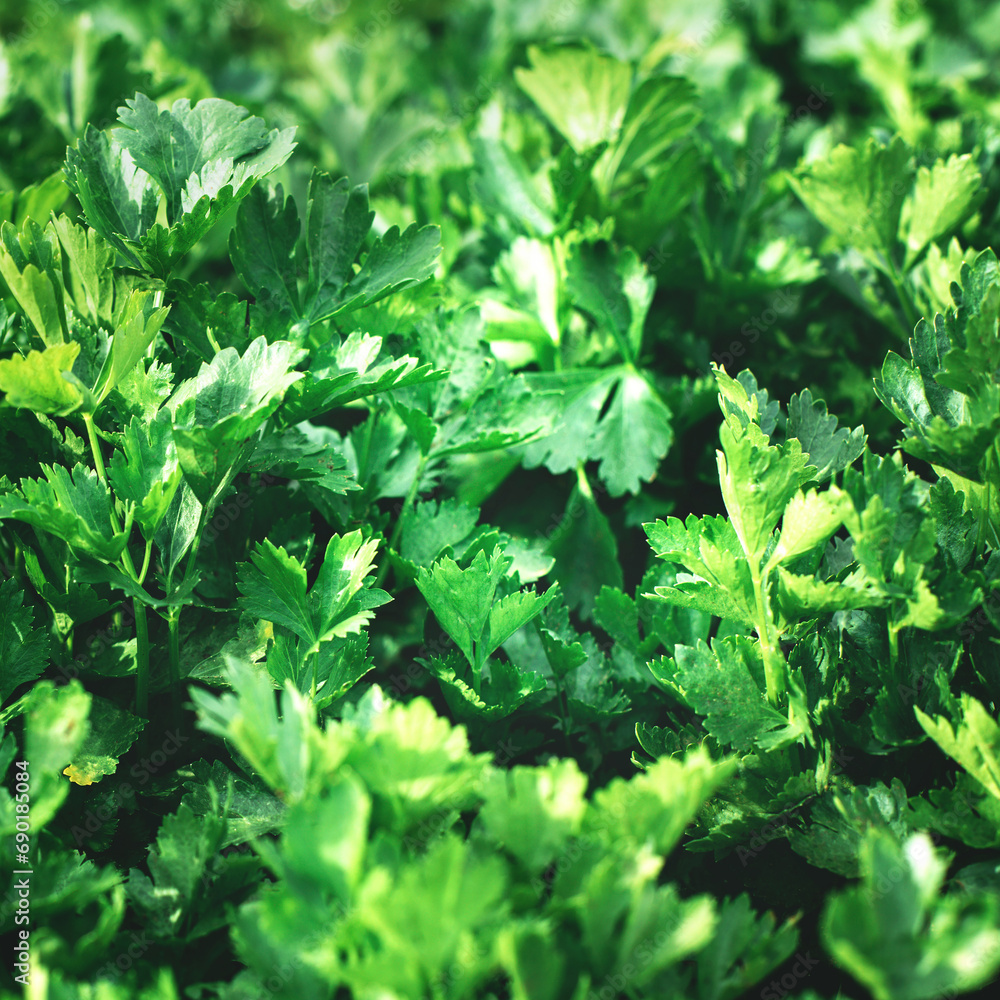 Selective focused Green parsley plants growing texture. Local vegetable planting farm. Fresh organic Raw cilantro grass leaves for spring vegetables soup and salad Natural vegetable garden background 
