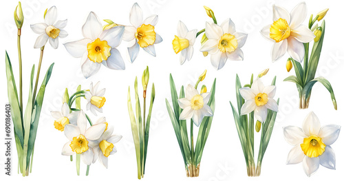  Daffodil watercolor illustration clipart. Generative AI