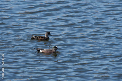 American Wigeon pair swimming in a wetland