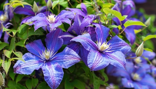 Bright clematis flowers in full bloom photo
