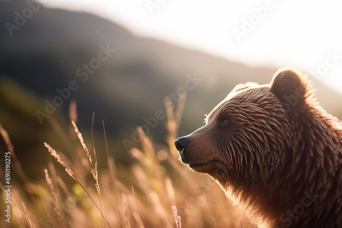 Urso pardo em uma colina com a grama alta ao entardecer - Papel de parede photo