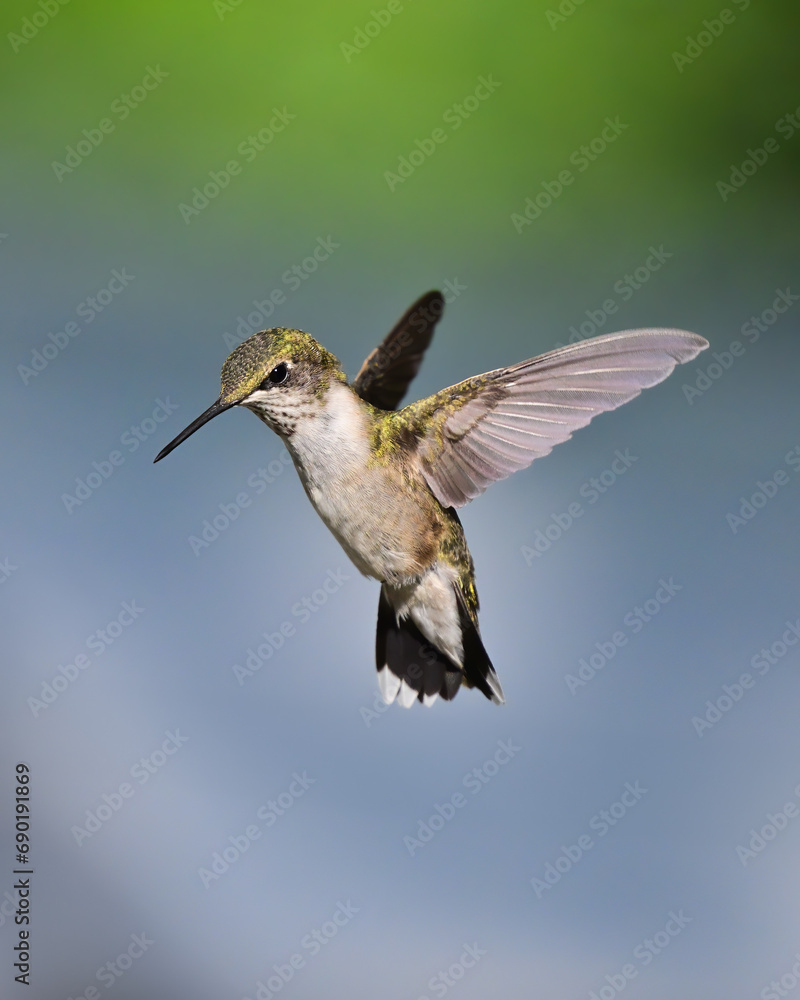 Fototapeta premium Hummingbird in flight