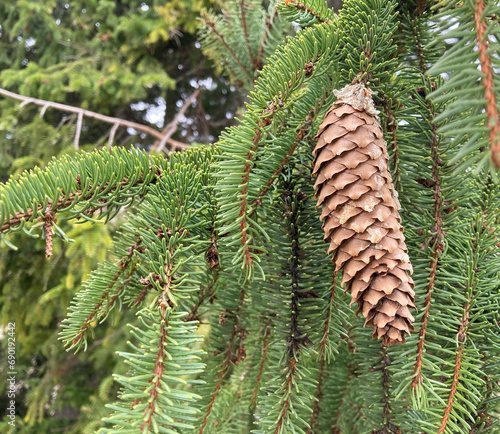 Close-up of a beautiful cone on a branch. On a coniferous tree on a branch, there are many green thorns that grow thickly on the branch photo