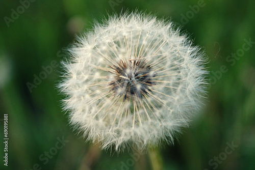 dandelion on green background