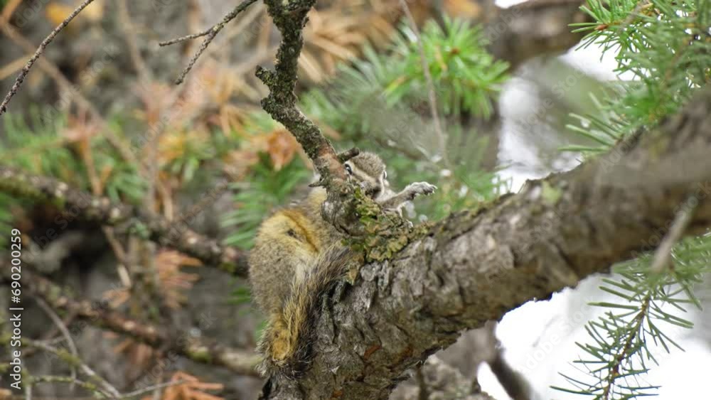 Chipmunk cleaning itself on a fir trees branch. Chipmunk cleaning itself on a fir trees branch.