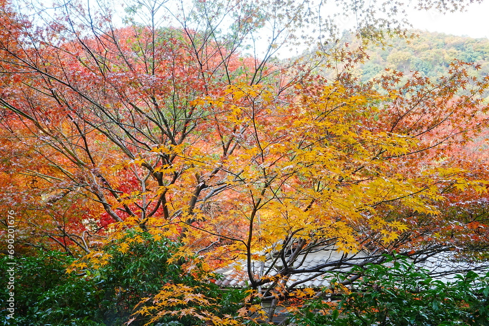 Red and Yellow Autumn Leaves in Kyoto, Japan - 日本 京都 秋の紅葉