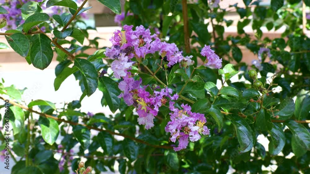 Bright pink Lagerstroemia Indica (Crape Myrtle) flowers with green leaves on branches in the garden in summer Bright pink Lagerstroemia Indica (Crape Myrtle) flowers with green leaves on branches in the garden in summer