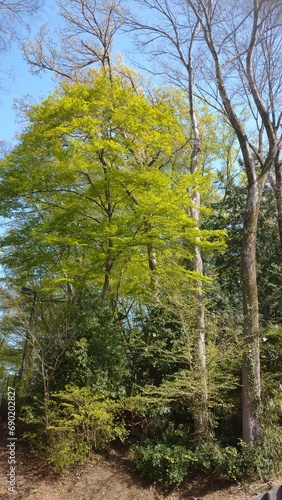 forest in autumn