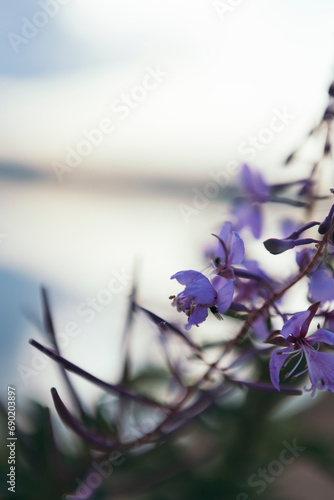 wild purple flower on the background of the river, focus on the foreground, copy space