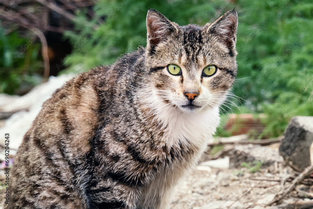 Gray, striped stray cat with green eyes looks wary