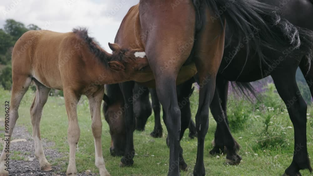 Grazing wild mountian herd of horses at high altitude pasture meadow, slow motion cinematic shot Grazing wild mountian herd of horses at high altitude pasture meadow, slow motion cinematic shot
