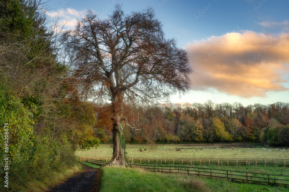 Majestic beech tree and forest in autumn colours. Heard of Scottish Highland cows and sheep grazing on field in St. Catherines Park, Dublin, Ireland Majestic beech tree and forest in autumn colours. Heard of Scottish Highland cows and sheep grazing on field in St. Catherines Park, Dublin, Ireland