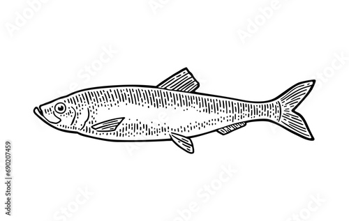 Whole fresh fish herring. Vector black engraving vintage