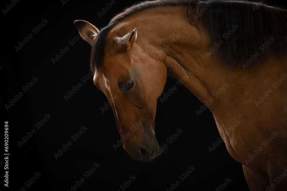 portret konia na czarnym tle  - obrazy, fototapety, plakaty 