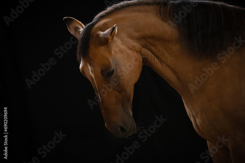 portret konia na czarnym tle 