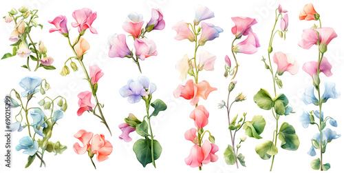 sweet pea flower watercolor illustration clipart. Generative AI photo