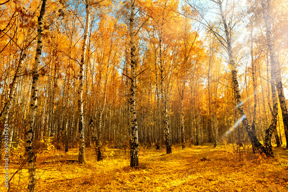 Obraz premium Autumn landscape in a birch grove, illuminated by the sun. Seasonal sunny weather. Bright orange-yellow foliage. Leaves covered the entire ground.