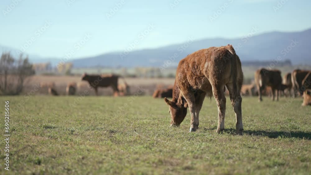 Beefmaster cattle herd grazing in a green meadow field, selective focus cinematic shot, slow motion Beefmaster cattle herd grazing in a green meadow field, selective focus cinematic shot, slow motion