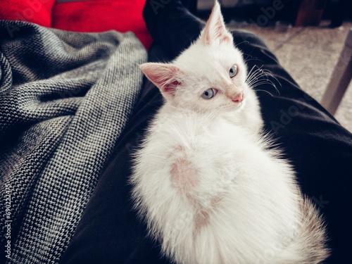 sick cat resting on the couch. kitten losing hair. hairless spot on the back. cats disease that needs medical care