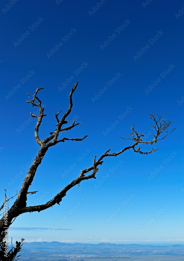 Dead tree branches and blue sky in Teresopolis, Rio de Janeiro, Brazil Dead tree branches and blue sky in Teresopolis, Rio de Janeiro, Brazil